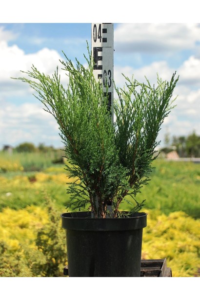 Можжевельник казацкий Блю Спаркл в горшке 3 л высота 30-40 см