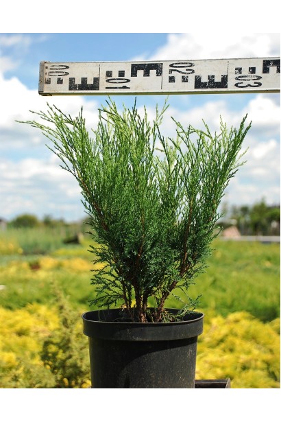 Можжевельник казацкий Блю Спаркл в горшке 3 л диаметр 20-30 см