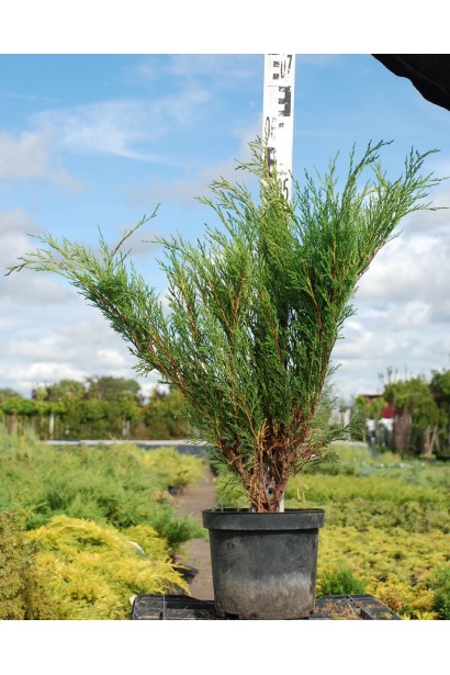 Можжевельник казачий Блю Спаркл саженец С5 высота 50-60 см