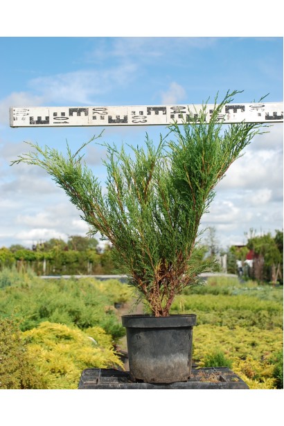 Можжевельник казацкий Блю Спаркл саженец С5 диаметр 50-60 см