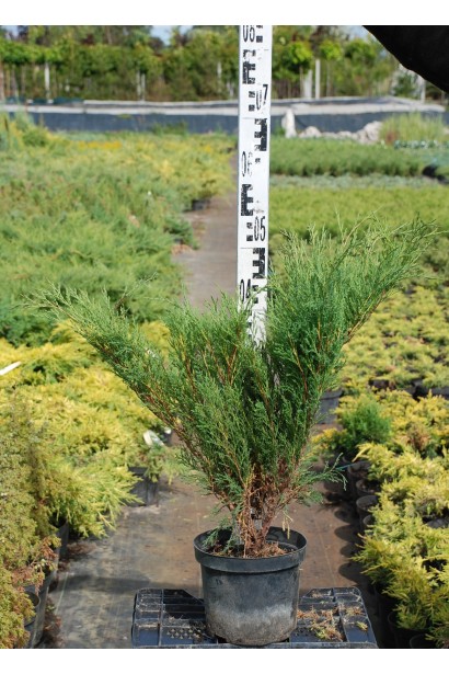 Можжевельник Блю Спаркл в контейнере 5 л, высота 40-50 см