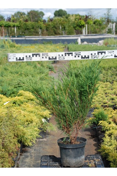 Можжевельник казацкий Блю Спаркл в контейнере 5 л, диаметр 40-50 см