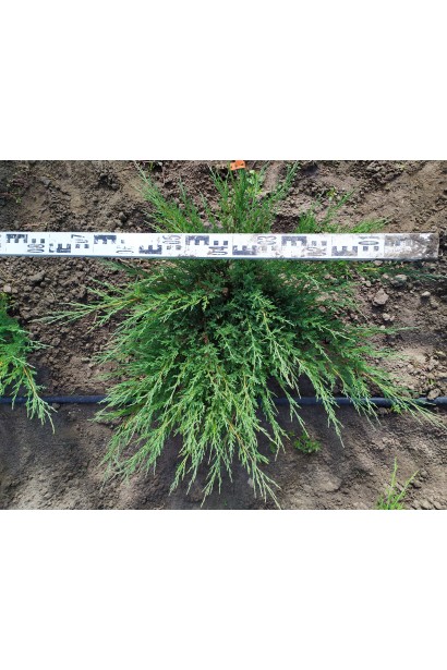 Можжевельник Блю Спаркл в питомнике на поле, диаметр кроны 50-70 см