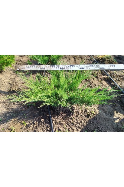 Можжевельник казацкий Блю Спаркл диаметр 80-100 см