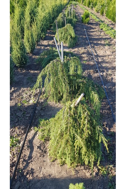 Ялівець звичайний Хорстманн саджанці в розсаднику на полі