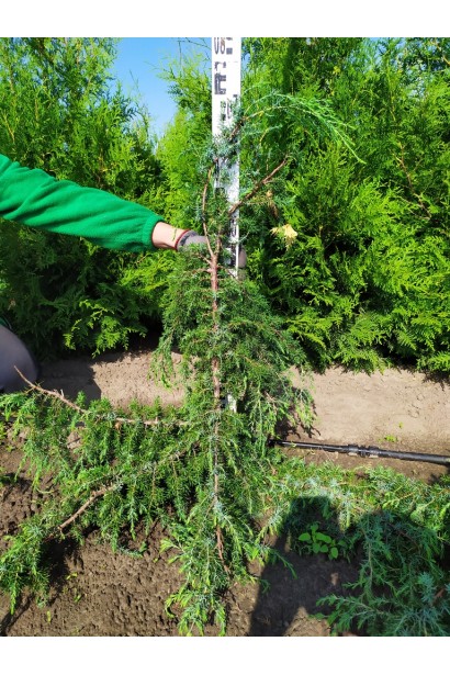 Ялівець звичайний Хорстманн 60-80 см