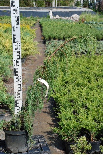 Саджанці Ялівця Хорстманн в садовому центрі