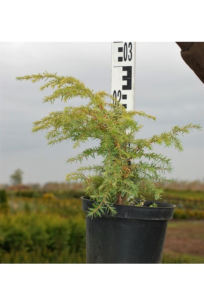Ялівець звичайний Horstmann 20-30 см в горщику 3 л 