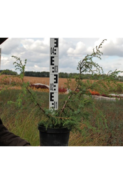 Ялівець звичайний Хорстманн в контейнері 3 л