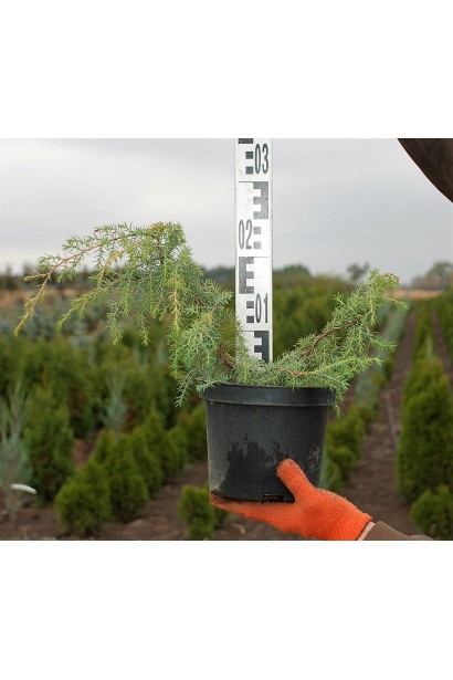 Ялівець  Хорстманн саджанець в контейнері 3 л