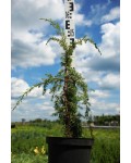 Можжвельник обыкновенный Хорстманн | Ялівець звичайний Хорстманн | Juniperus communis Horstmann