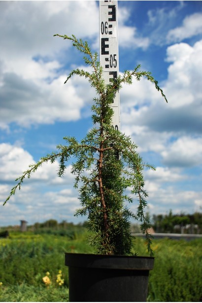 Ялівець звичайний Хорстманн висота 40-60 см 
