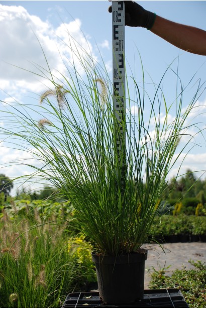 Пеннісетум / Пір’ястощетинник лисохвостовидний Хамельн