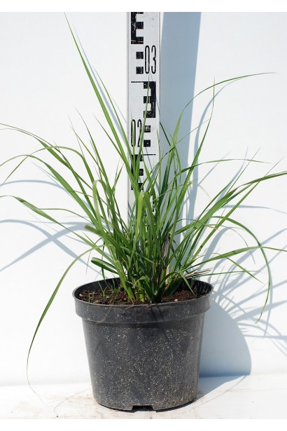 Пеннісетум / Пір’ястощетинник лисохвостовидний Хамельн