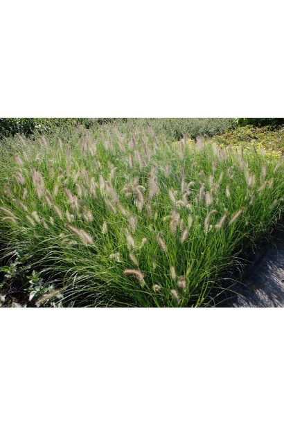 Пір’ястощетинник "Хамельн" з ефектними колосками, що колихаються на вітрі