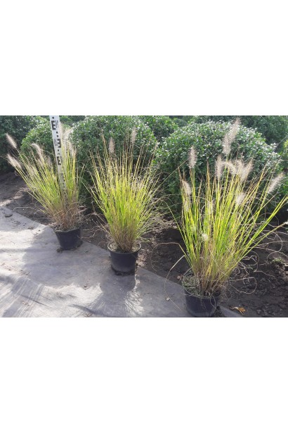 Пеннісетум лисохвостый / Пір`ястощетинник Хамельн