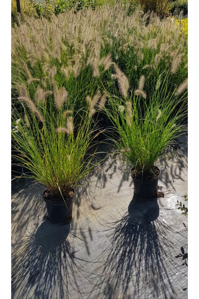 Пір’ястощетинник "Хамельн" створює гармонію в сучасному ландшафтному дизайні