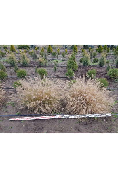Pennisetum alopecuroides Hameln