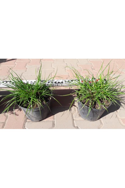 Pennisetum alopecuroides Hameln