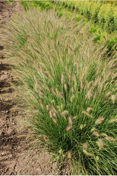 Пеннісетум лисохвостый / Пір`ястощетинник Хамельн