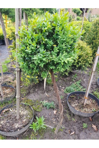 Самшит вечнозелёный шар на штамбе