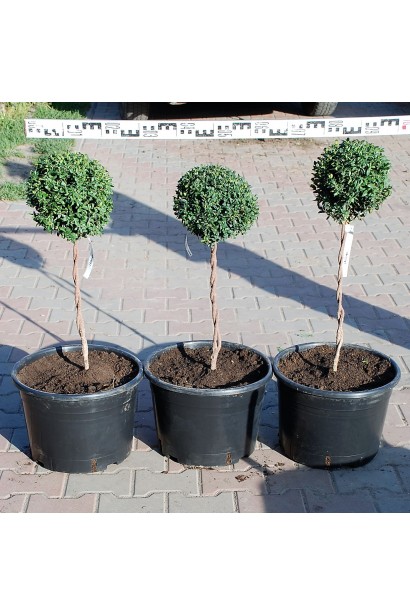 Саженцы самшита шар на штамбе