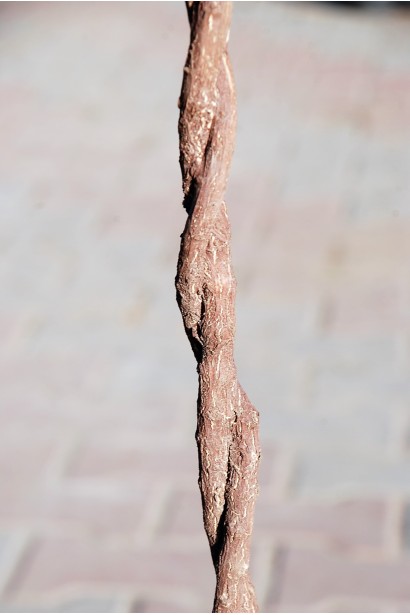 Плетеный ствол самшита