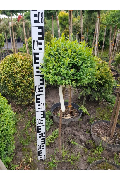 Самшит вечнозеленый шар на штамбе – элегантная форма