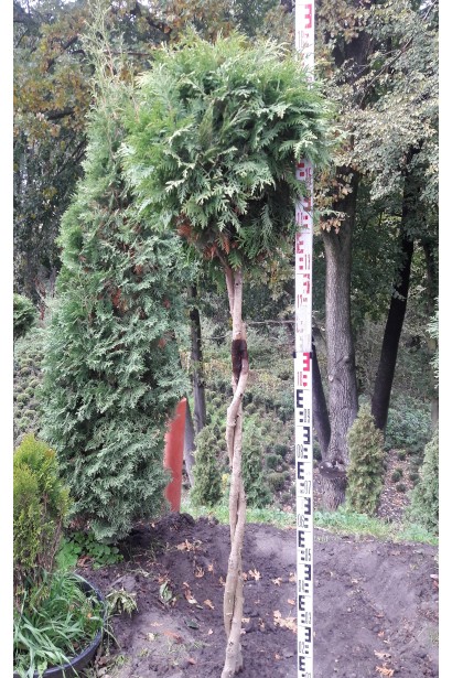 Туя западная Колумна шар на штамбе