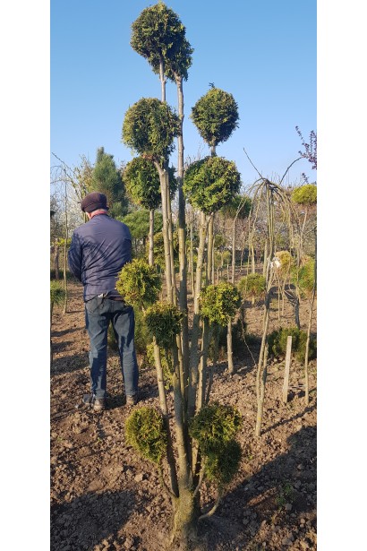 Туя западная Колумна шар-многоштамбовый