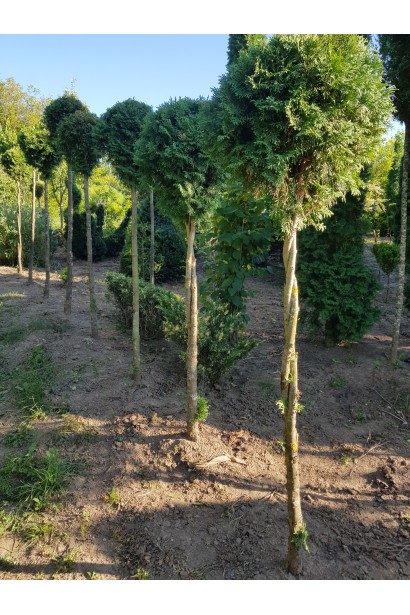 Туя западная Колумна шар на штамбе