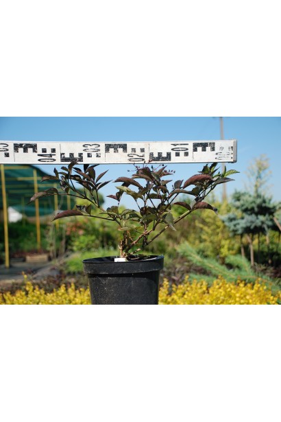 Бузина чорна Блек Б`юті саджанець 3 л, діаметр 30-40 см