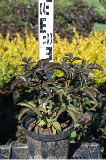 Бузина чорна Блек Товер контейнер 3л, висота 20-30 см