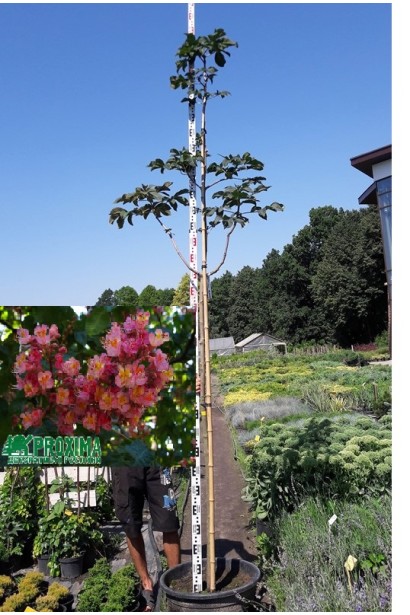 Гіркокаштан Бріоті в контейнері