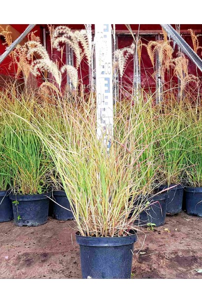 Міскантус Adagio саджанці в садовому центрі