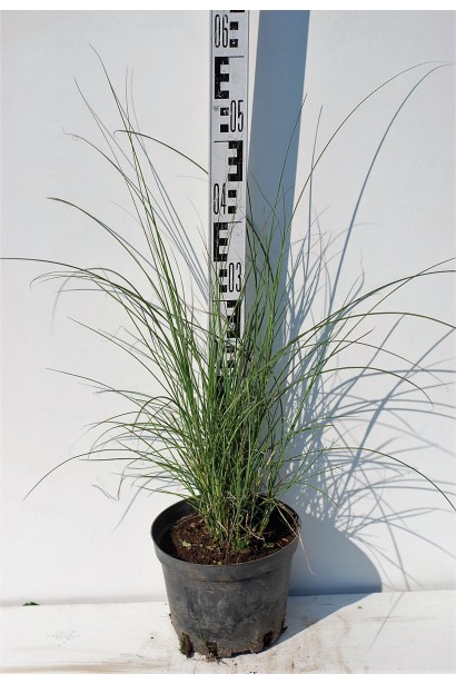 Міскантус китайський Адажіо в контейнері 3 л 30-50 см