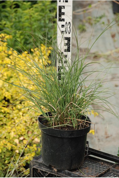 Міскантус китайський Адажіо саджанець в горщику 3 л