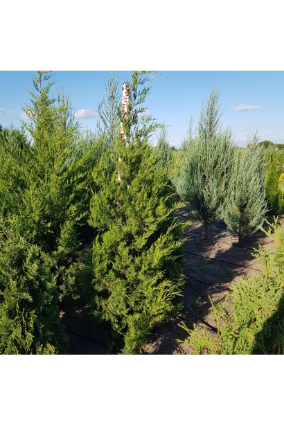 Ялівець Сanaertii конусоподібний хвойник