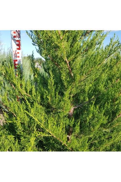 Ялівець віргінський Канаерті хвойний кущ з густою кроною