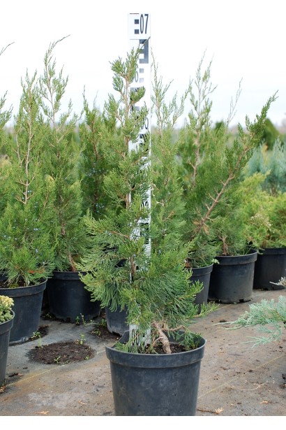 Ялівець віргінський Канаєрті в контейнері 50-70 см