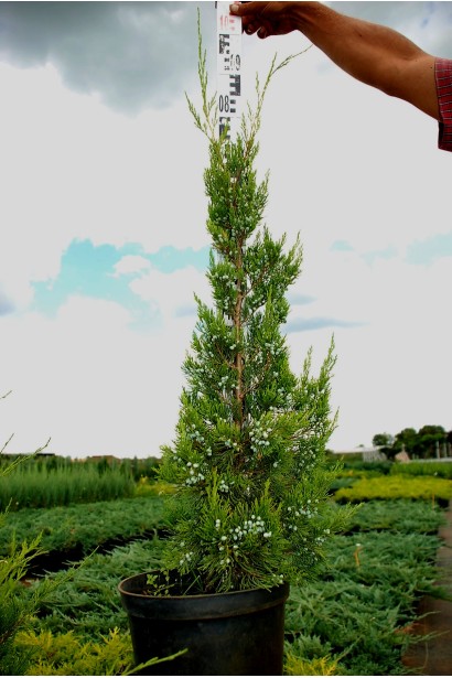 Ялівнць Сanaertii контейнер С3 60-80 см