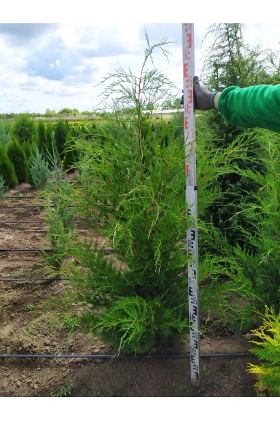  Ялівець віргінський Канаерті саджанець 140-160 см