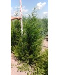 Ялівець віргінський Канаерті | Можжевельник виргинский Канаэрти | Juniperus virginiana Сanaertii