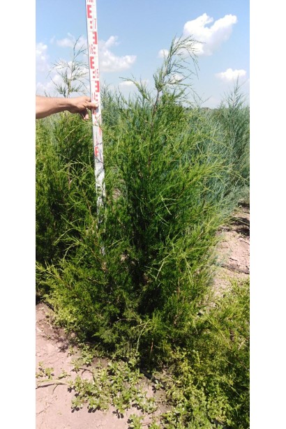 Ялівець віргінський Канаерті 150-170 см