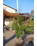 Ялівець віргінський Канаерті | Можжевельник виргинский Канаэрти | Juniperus virginiana Сanaertii