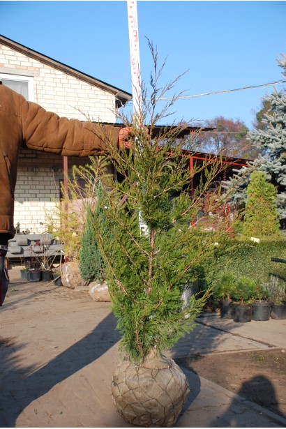 Ялівець Канаерті саджанець з комом в мішковині та сітці