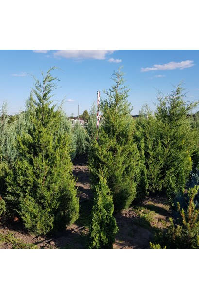 Ялівець віргінський Канаерті