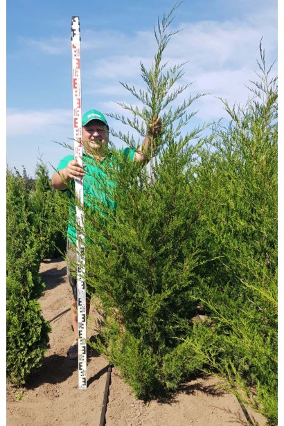 Ялівець віргінський Канаерті ком/200-220см