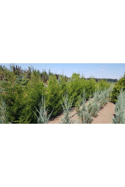 Ялівець віргінський Сanaertii