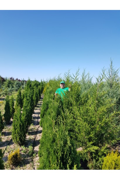 Ялівець Канаерті саджанці в розсаднику